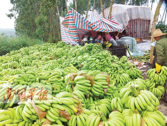 坛洛"蕉急"事件 西乡塘武鸣隆安的香蕉销售受影响