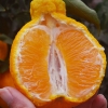 柑橘