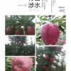 高山老花牛苹果