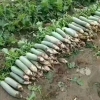 潍坊水果萝卜