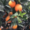 奉节脐橙