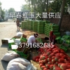 早春红玉,全美2k大量供应