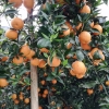石棉黄果柑