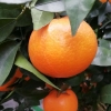沃柑