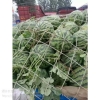 河南开封西瓜基地河南开封西瓜价格河南开封西瓜市场河南开封西瓜行情