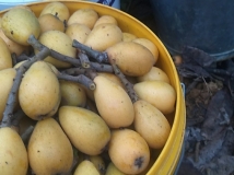枇杷
