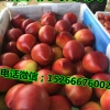 金日大棚油桃什么价格行情哪里价格便宜