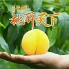 湖南农特产:炎陵黄桃