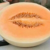 东方蜜一号