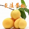湖南炎陵:黄桃再丰收