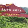 炎陵黄桃即将上市!