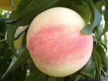 阳山水蜜桃(5两左右)