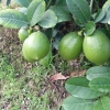 香水柠檬