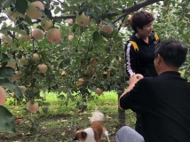 红富士苹果
