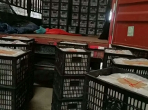 皇冠梨图片水果产地直供