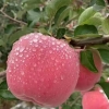 静宁苹果