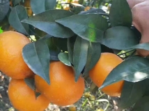 沃柑,广西沃柑
