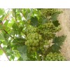 特供澧县葡萄之优秀幸福农场自产绿色无公害红提红地球葡萄