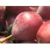 中国早熟多品种西洋梨 早红考蜜斯 红巴梨 红香蕉梨 红茄梨