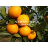 埃及蜜糖橙果园直批 纯天然无污染 橙子水果批发