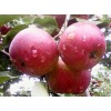 吉林当地特产龙丰果、123果、铃铛果、各种梨 欢迎订购