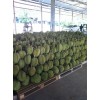 常驻泰国代购包装榴莲