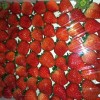 草莓大量供应，超级甜美