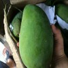 批发泰国越南榴莲芒果等水果