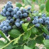 万德兰博士生态园蓝莓熟了欢迎大量批发！