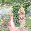 供应野生葡萄