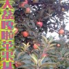 水果图片