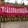 泰国金枕榴莲，山竹，本地精选果品，持续供应！