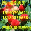 桃子基地四川遂宁大量供应新鲜桃子油桃，春雪，春美，春蜜