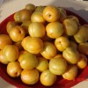 阿合奇县杏子8月杏八月杏子新疆绿色食品增加农民收入
