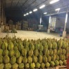 泰国金枕头榴莲供应长期供应整柜出口