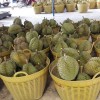 大批量供应泰国榴莲招电商件代发