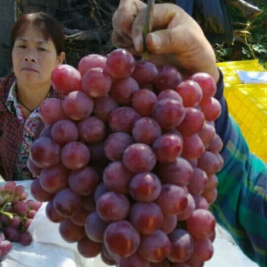 水果图片