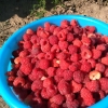 有机树莓鲜果冻果大量供应18647673777