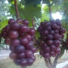 天然葡萄