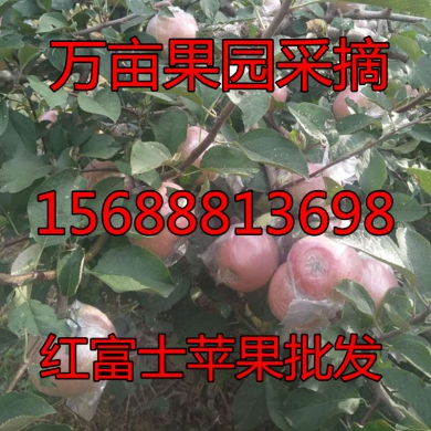 水果图片