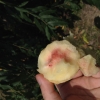 奉化水蜜桃、黄桃、毛笋、冬笋、雷笋、枇杷、蓝梅、石榴、高山西瓜！