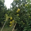 安福金兰柚