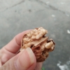 核桃