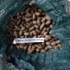 供应美国山核桃种子