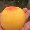 芒果桃种植全新品种芒果桃苗出售
