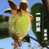 猕猴桃 ，徐香，秦美，海沃德