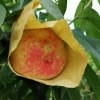宁海东山桃园水蜜桃