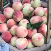 古田水密桃，白凤桃，芙蓉李