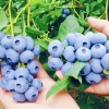 优质蓝莓
