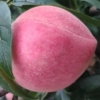 秦安蜜桃